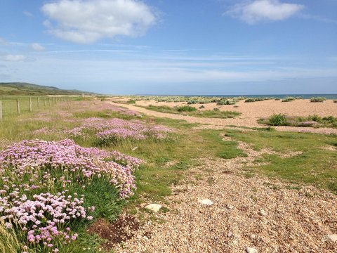 Shingle beach, thrift & sea kale