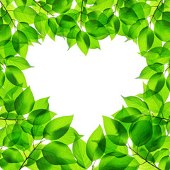 Fototapeta na wymiar Spring green leaves in heart shape on white background
