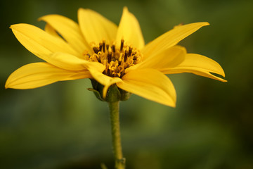 Jerusalem artichoke flower autumn outdoor