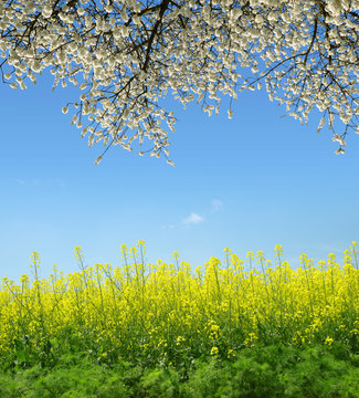 Spring landscape with rapeseed field and flowering tree.