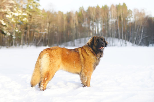 Leonberger dog staying in the snow at sunny weather