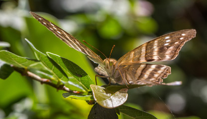 Borboleta pousada na folha.
