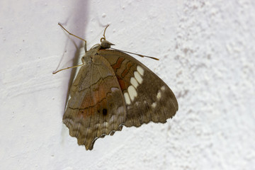 Colored butterfly on a white wall