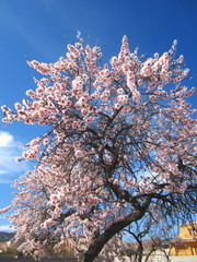 pink almond blossom