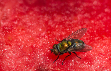 Mosca na melancia.