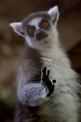 L&eacute;mur gracioso