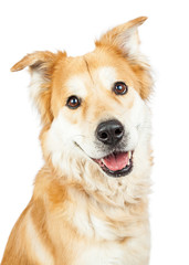 Happy Smiling Golden Retriever Crossbreed Dog