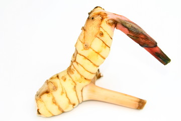 Galanga is ingredient of Tom Yum on isolated