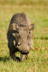 Portrait of a cute warthog
