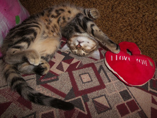 Bengal kitten with a red plush heart