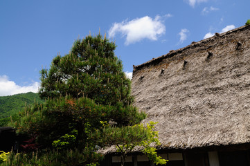 Fototapeta na wymiar 松と茅葺き屋根