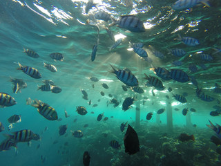 tropical bright fish underwater in coral reef with sunlight