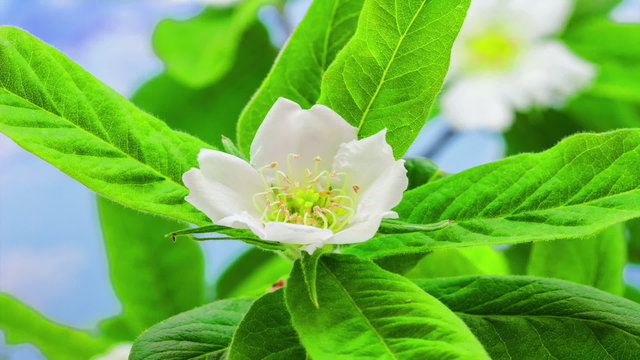 Medlar Blossoming / Timelapse video of a medlar flower blossoming on a blue background