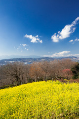 菜の花と青空（二宮町吾妻山公園）