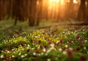 Abwaschbare Fototapete Frühling Blühender grüner Wald bei Sonnenuntergang, Frühlingsnaturhintergrund