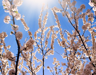 Flowering trees in spring, on background the blue sky and sun