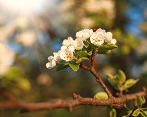 Closeup spring blooming tree in sunlight