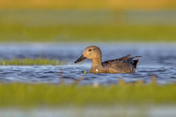 Male Gadwall swimming in wetland