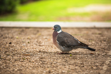 Dove. Beautiful pigeon in Tuilleries garden in Paris, France