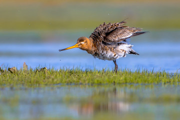 Black tailed Godwit shaking feathers