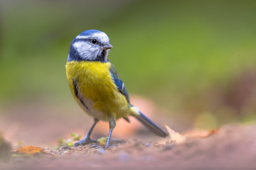 Obraz premium Eurasian blue tit resting on forest floor