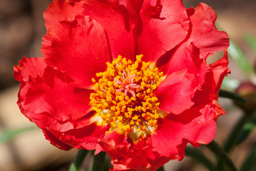 Portulaca Grandiflora