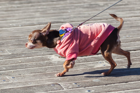 Chihuahua mit Pullover
