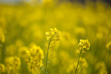 菜の花畑（二宮町吾妻山公園）