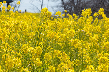 菜の花畑（二宮町吾妻山公園）