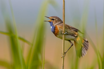 Male Bluethroat singing