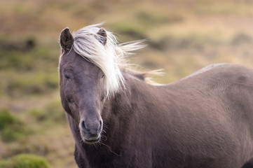Wild horse in greenery during sunset autumn season Iceland