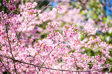 Pink sakura, Cherry blossom.
