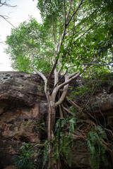 Fototapeta premium Big banyan tree with roots in rock In the forests of Thailand.