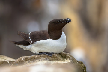 Razorbill sitting on rock