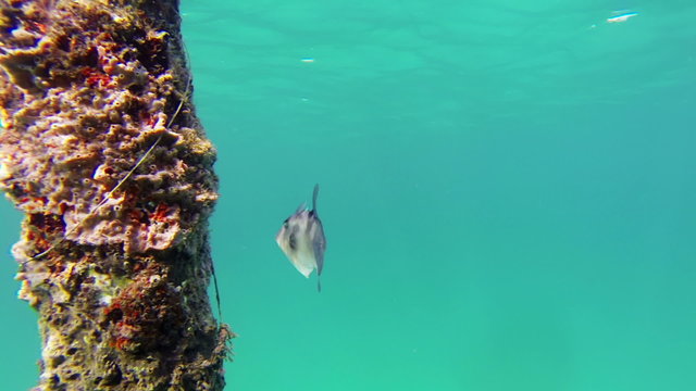 Trigger fish swimming across a submerged post covered in marine life. Pompano Beach Florida.