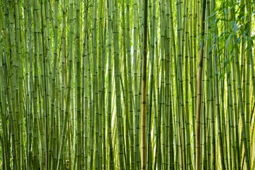 Foto op Plexiglas Bamboe Weelderig groene bamboe
