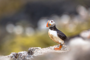 Puffin on rock in breeding colony