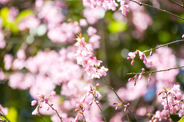 Fototapeta na wymiar Pink sakura, Cherry blossom.
