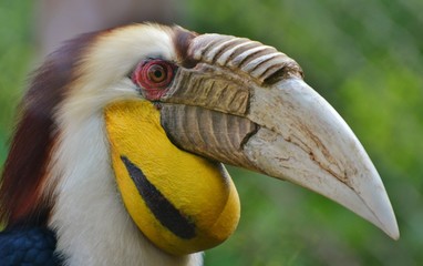 Wreathed Hornbill (Rhyticeros undulatus)