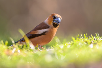 Hawfinch walking in a lawn