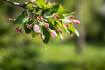Obraz premium Apple Spring white flowers on a tree branch. Apple tree in bloom. Spring, seasons, time of year. White flowers of Apple tree