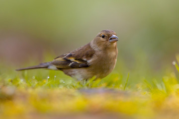 Female Chaffinch watching