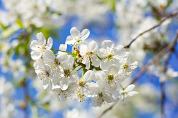 Cherry blossoms on a branch in the sunshine. Tonning photo