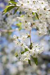 Obraz premium Cherry blossoms on a branch in the sunshine. Tonning photo