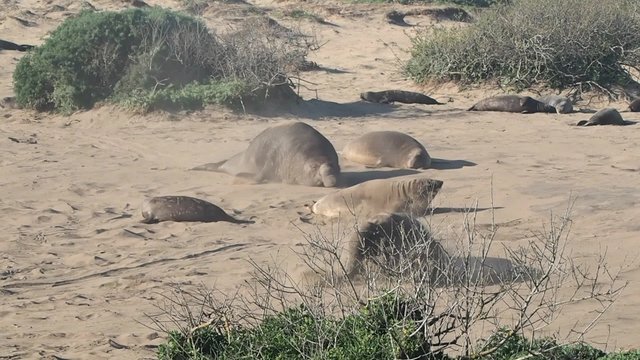 Northern elephant seal (Mirounga angustirostris)
