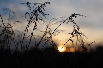 Obraz premium branches against setting sun