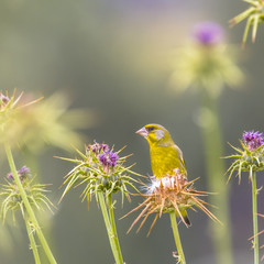 Greenfinch foraging on the seeds of Thistle