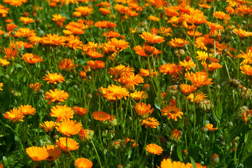 Field of chamomiles background