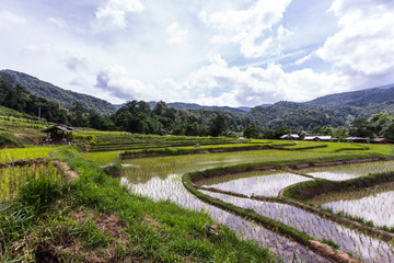 Green Terraced Rice Field in Mae Klang Luang, chiangmai Thailand