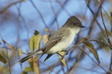 Eastern Phoebe in Tree